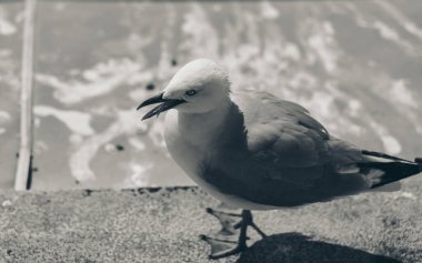 Genel Deniz Martı - Larus Canus; Doğa Arkaplanı; Siyah ve Beyaz Stili