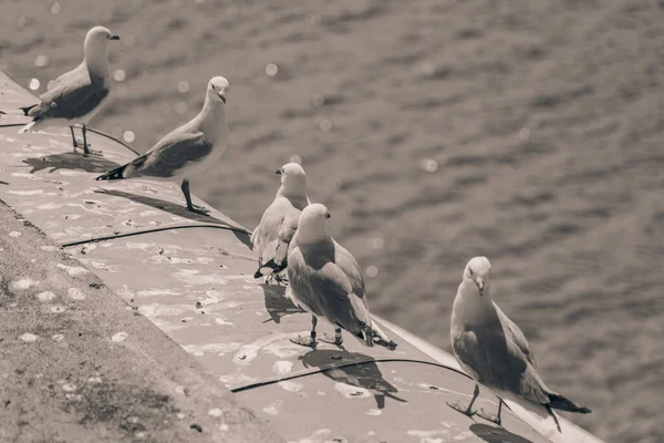 Möwe Larus Canus Naturhintergrund — Stockfoto