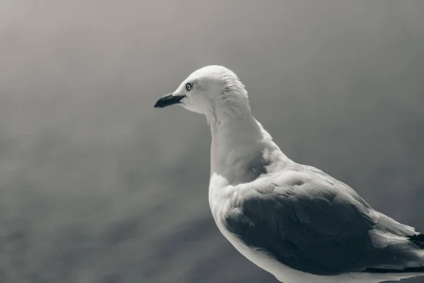 Common Sea Gull Larus Canus Fundo Natureza Estilo Preto Branco — Fotografia de Stock