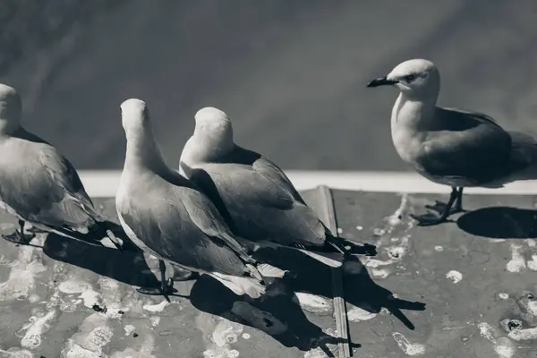 Möwe Larus Canus Naturhintergrund Schwarz Weiß Stil — Stockfoto