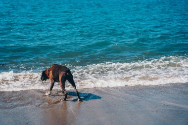 Güneşli bir günde sahilde bir köpek.