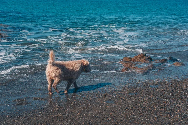 Собака Пляже Солнечный День — стоковое фото