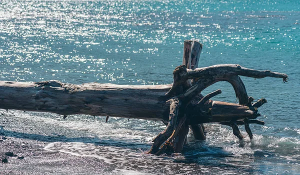 Dode Hout Het Strand Dode Boom Het Strand — Stockfoto