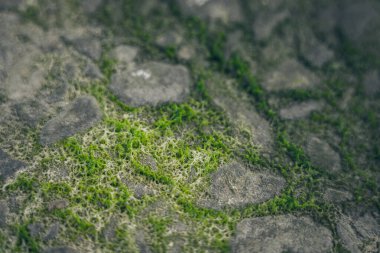 Yosun yeşili doku. Yosun arkaplanı