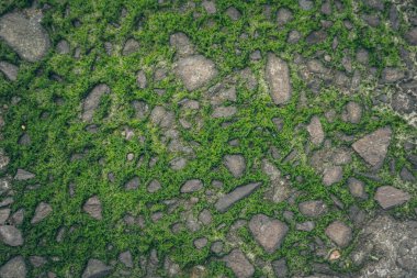 Yosun yeşili doku. Yosun arkaplanı