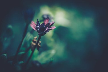 çiçek arkaplanı; Kapat; vintage styl