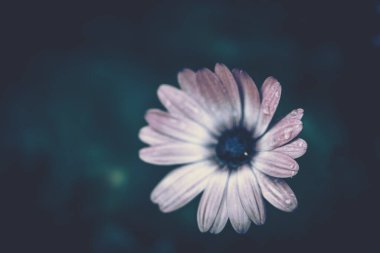 çiçek arkaplanı; Kapat; vintage styl