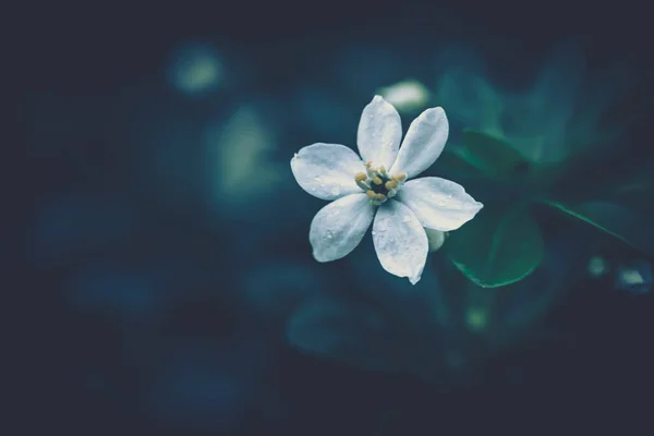 花の背景 閉じる ヴィンテージスタイル — ストック写真