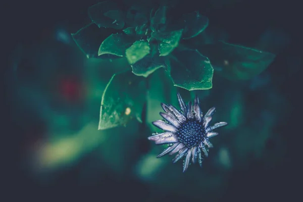 花の背景 閉じる ヴィンテージスタイル — ストック写真