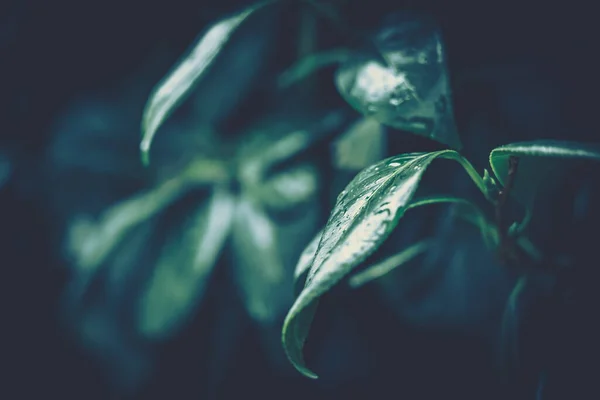 Zielony Liść Tekstury Tło Natury — Zdjęcie stockowe