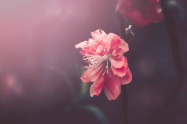 Soyutlanmış şeftali çiçeği; eski tarz.