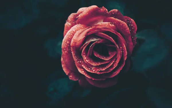 Розовый Цветок Винтажным Стилем Изолированный — стоковое фото