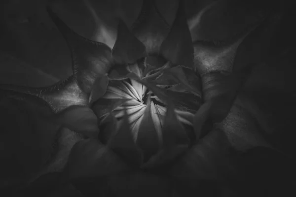 Sunflower Flower Isolated Black White Color — Stock Photo, Image