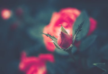 Eski tarz gül çiçeği; izole.; 