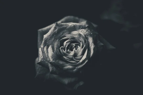 Rose flower with black and white style; isolated;