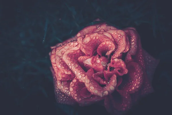 Квітка Троянди Вінтажним Стилем Ізольовані — стокове фото