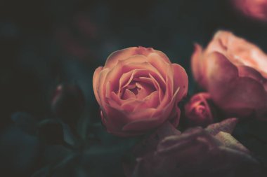 Bağbozumu tarzında Kapalı Gül çiçeği;