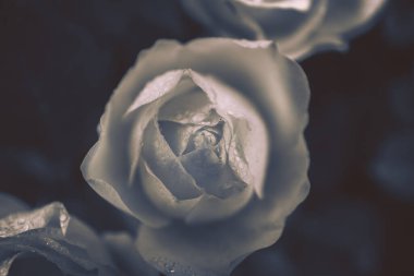 Siyah ve beyaz stili izole gül çiçeği.; 