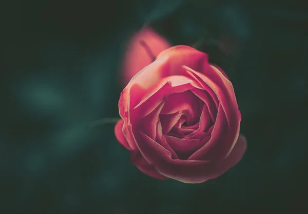 Fechado Rose Flor Com Estilo Vintage — Fotografia de Stock