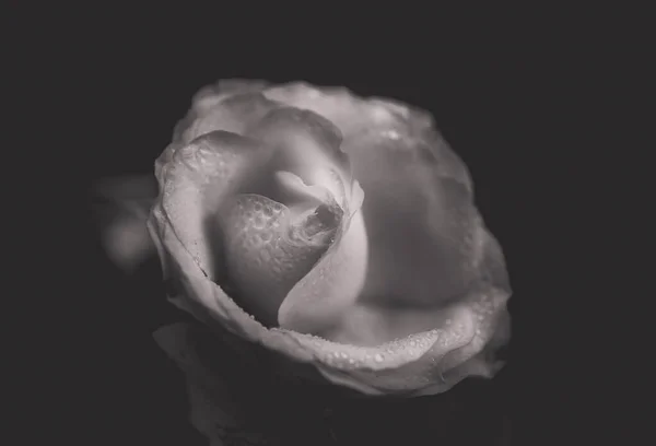 黒と白のスタイルの孤立したバラの花 — ストック写真