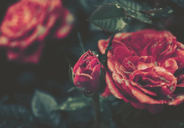Цветок Розы Винтажном Стиле — стоковое фото
