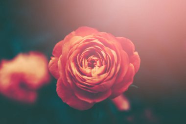 Bağbozumu tarzında Kapalı Gül çiçeği;