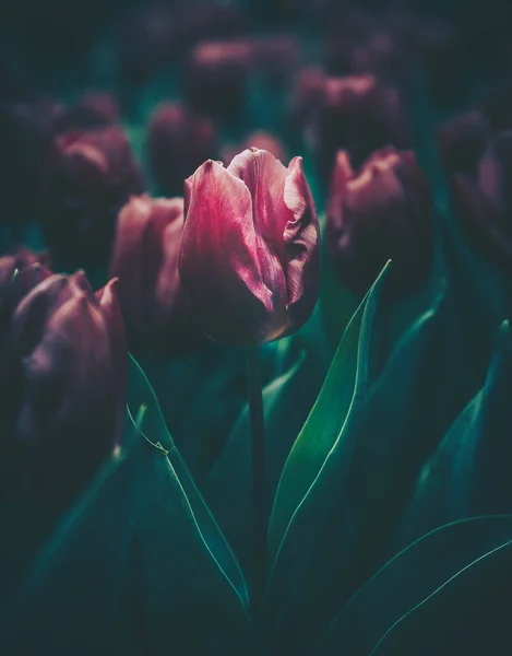 Close up of blooming tulips; vintage color tone