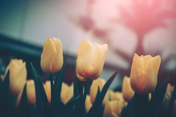 Close up of blooming tulips; vintage color tone
