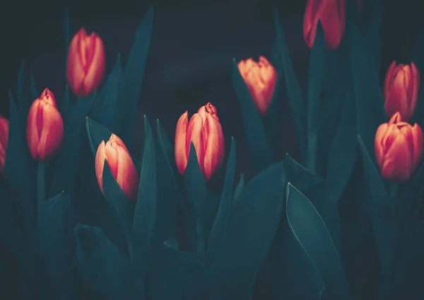 Close up of blooming tulips; vintage color ton