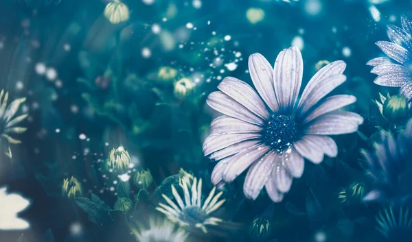 Dramatik Çiçek Arkaplanı Doğa Arkaplanı — Stok fotoğraf