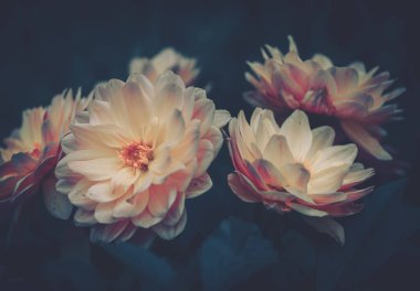 Dahlia çiçekleri; Doğa Arkaplanı; Eski tarz