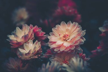 Dahlia çiçekleri; Doğa Arkaplanı; Eski tarz