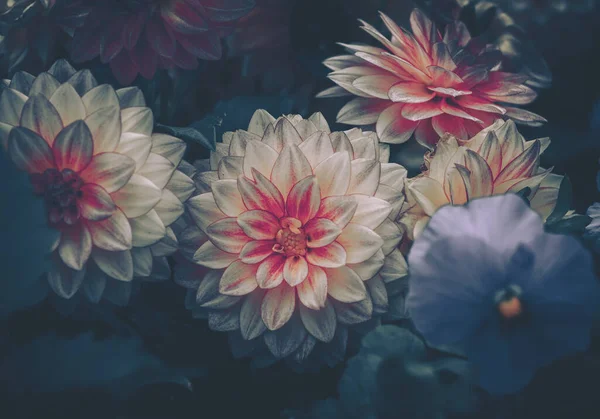 Dahlia Çiçekleri Doğa Arkaplanı Eski Tarz — Stok fotoğraf
