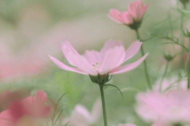 Daisy Flowers Japon tarzında