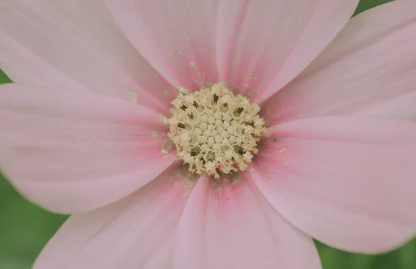 Daisy Flowers On japanese vintage style