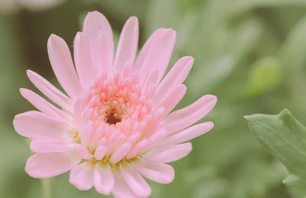 Daisy Flowers Japán Évjárat Stílus — Stock Fotó