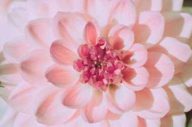 Güzel Pembe Dahlia Çiçeği, izole edilmiş ve kapatılmış, Japon tarzı.