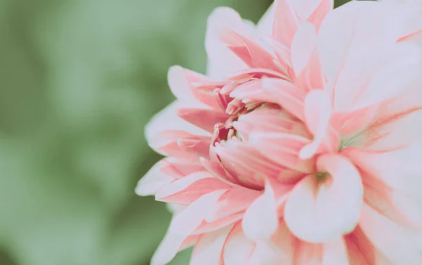 Beautiful Pink Dahlia Flower; Isolated and closed up; Japanese vintage style