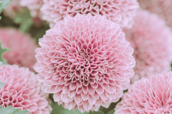Beautiful Pink Dahlia Flower Isolated Closed Japanese Vintage Style — Stock Photo, Image