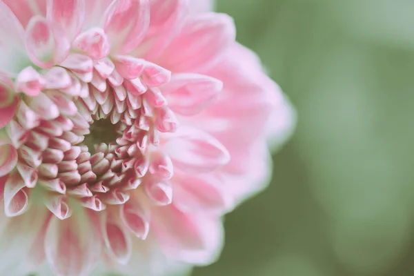 Beautiful Pink Dahlia Flower Isolated Closed Japanese Vintage Style — Stock Photo, Image