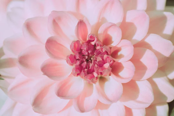 Beautiful Pink Dahlia Flower Isolated Closed Japanese Vintage Style — Stock Photo, Image