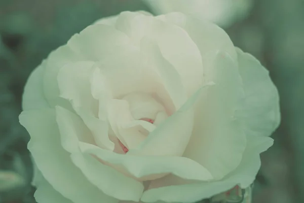 Fechado Rose Flower Estilo Vintage Japonês — Fotografia de Stock