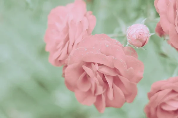 Closed Up Rose Flower on Japanese vintage style