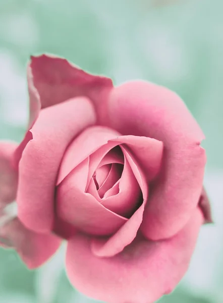 Cerrado Rose Flower Estilo Vintage Japonés — Foto de Stock