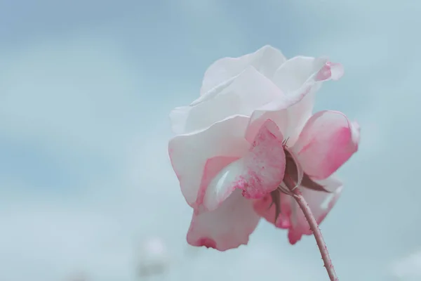 Closed Up Rose Flower on Japanese vintage style