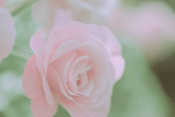 Cerrado Rose Flower Estilo Vintage Japonés — Foto de Stock