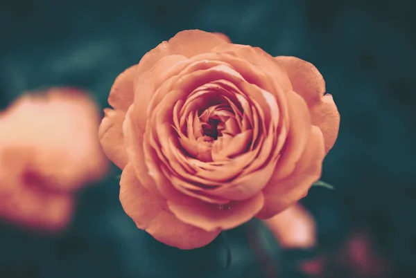 Stängt Upp Rose Blomma Med Vintage Stil — Stockfoto