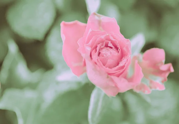 Chiuso Rose Flower Stile Vintage Giapponese — Foto Stock