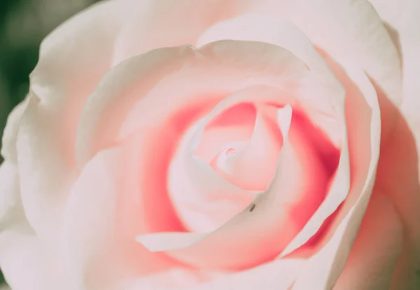 Closed Up Rose Flower on Japanese vintage style; Nature Background