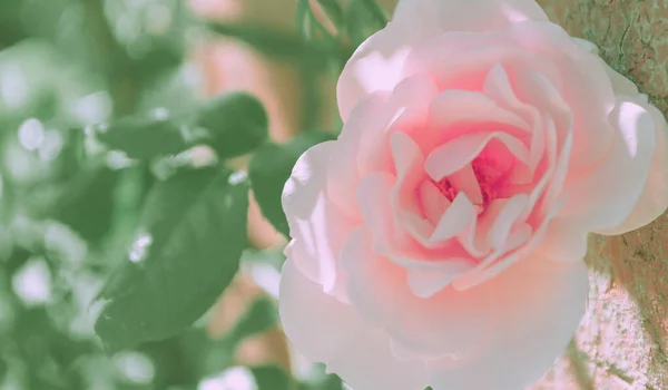 Cerrado Rose Flower Estilo Vintage Japonés Fondo Naturaleza —  Fotos de Stock